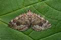 Colostygia_olivata_cy0762s