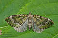 Colostygia_olivata_jj8720s