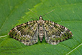 Colostygia_olivata_jj8741s