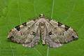 Colostygia_pectinataria_ct6625s