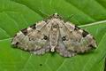 Colostygia_pectinataria_ct6639s