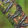 Colpoma_quercinum_bo0125