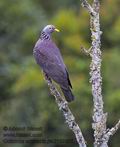 Columba_arquatrix_pa2159801