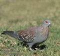 Columba_guinea