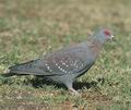 Columba_guinea