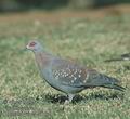 Columba_guinea