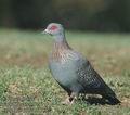 Columba_guinea