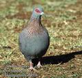 Columba_guinea_db4558