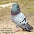 Columba_livia_ad9320