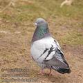 Columba_livia_ad9326