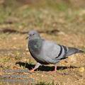 Columba_livia_fe0531