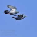 Columba_livia_fe0639