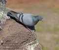 Columba_livia_kb0015