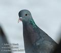 Columba_oenas_dc6607