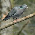 Columba_oenas_dc6615