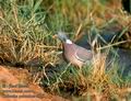 Columba_palumbus