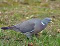 Columba_palumbus_bb9881