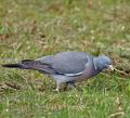 Columba_palumbus_bb9887