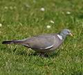 Columba_palumbus_bc0058