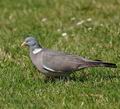 Columba_palumbus_bc0065