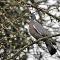 Columba_palumbus_bf1921