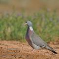 Columba_palumbus_bg9417