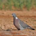 Columba_palumbus_bg9428