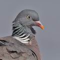 Columba_palumbus_bg9648