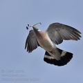 Columba_palumbus_bn3554