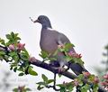 Columba_palumbus_br4536