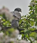 Columba_palumbus_br4722