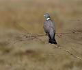 Columba_palumbus_bt8338