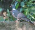 Columba_palumbus_d2852