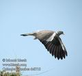 Columba_palumbus_dc8718