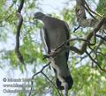 Columba_palumbus_e2623