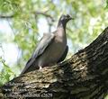 Columba_palumbus_e2629