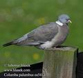 Columba_palumbus_ea5414