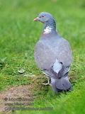 Columba_palumbus_ha5800