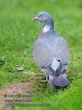 Columba_palumbus_ha5800