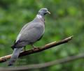 Columba_palumbus_he2328