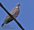 Columba_palumbus_ph0311