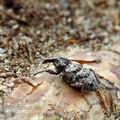 Coniocleonus_hollbergi_aj8908