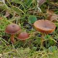 Conocybe_aporos_ag8122