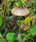 Conocybe_subovalis_cg1996s