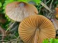 Conocybe_subovalis_cg2002s