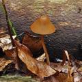 Conocybe_subpubescens_bp2285