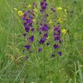 Consolida_orientalis_bj9100
