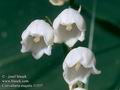 Convallaria_majalis_11537