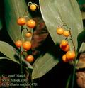 Convallaria_majalis_4701