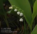 Convallaria_majalis_aa7509